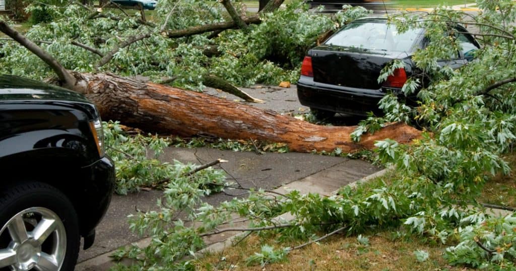 A fallen tree on the road between two vehicles, as a result of straight-line winds/hurricane